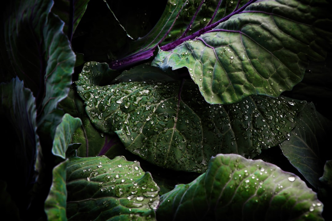 Mountain Plants in Bulgaria
